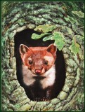 Pine Marten