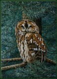 Tawny Owl