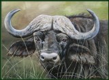 Buffel