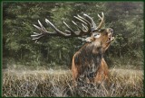 Roaring Red Deer