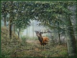 Roaring Deer