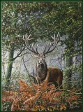 Red Deer between Fern