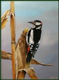 Great Spotted Woodpecker