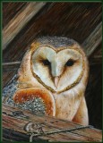 Barn Owl