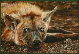 African Wildlife oil paintings by Nico Bulder