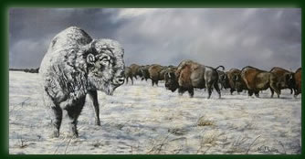 Miracle the white buffalo