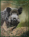 Wild Boar Portrait