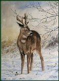 Roe deer in the snow