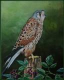 Kestrel