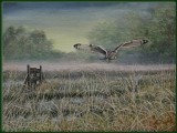 Flying Short eared Owl