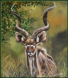 portret Kudu