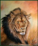 Portret leeuw