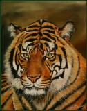 portret tijger