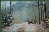 Red Deers in the snow