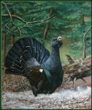 Capercaillie