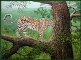 Leopard in tree