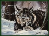North-American lynx