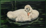 Sleeping young Swan