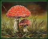 Fly Agaric