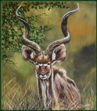 Portrait Kudu