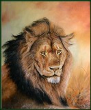 Portrai Lion