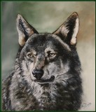 Wolf portrait