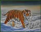 Tiger in the snow